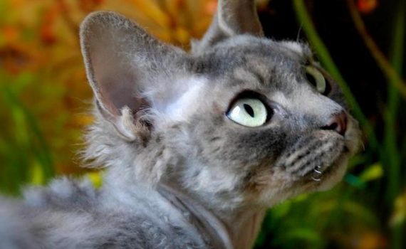 Le Devon Rex