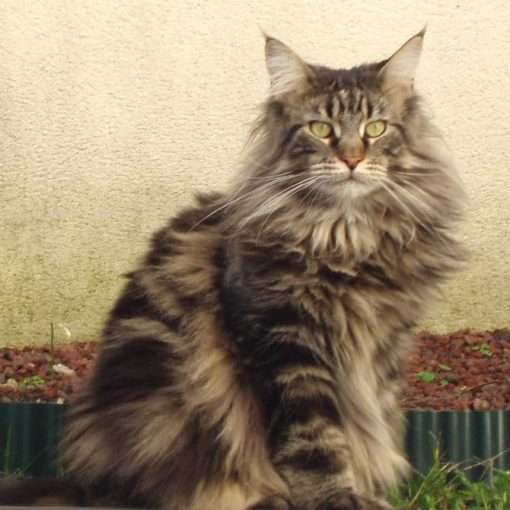 Le Maine Coon