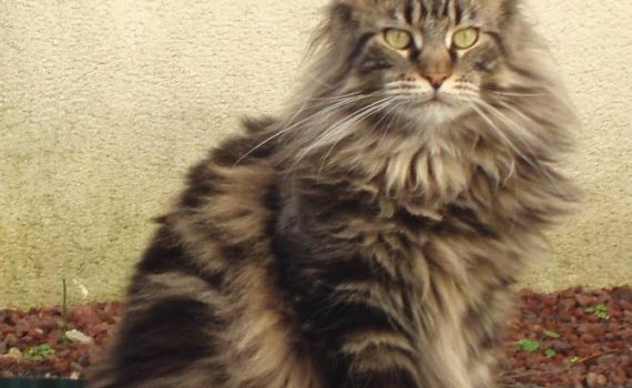 Le Maine Coon