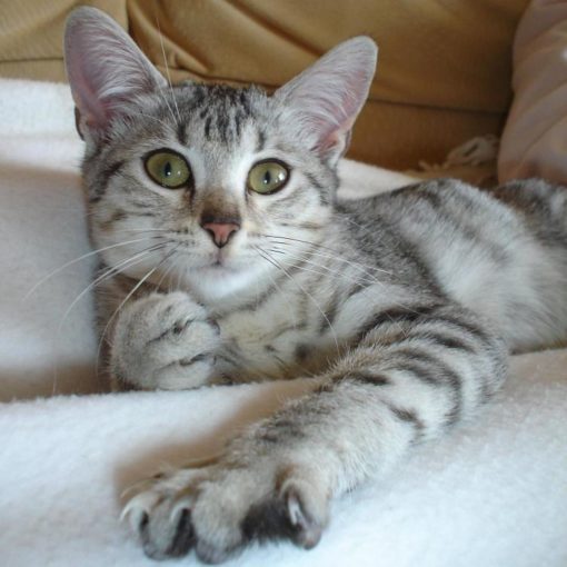 Le Mau Egyptien