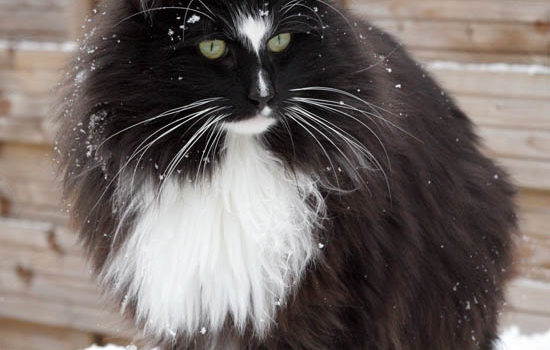Le chat norvégien