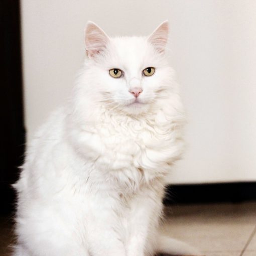 chat angora turc