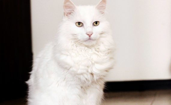 chat angora turc