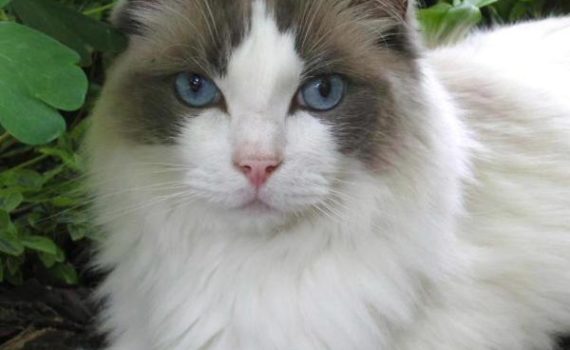 Le Ragdoll