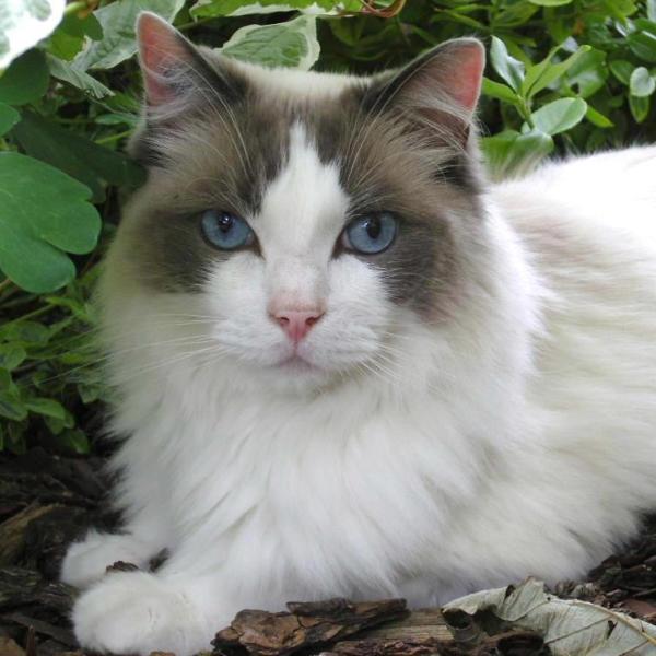 Le Ragdoll
