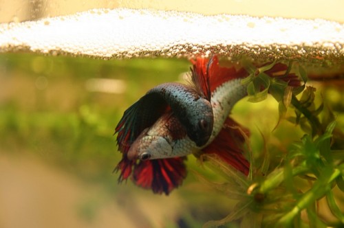 Reproduction des poissons