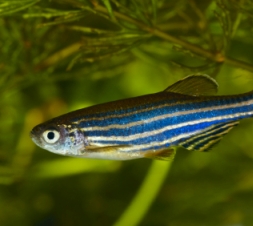 Danio rerio