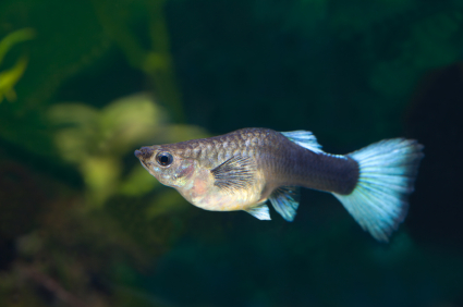 Femelle guppy gestante