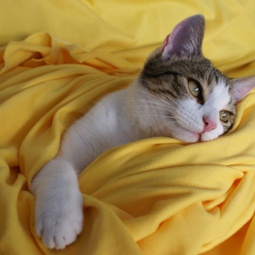 Chat dans drap jaune