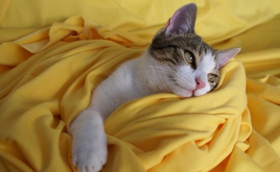 Chat dans drap jaune