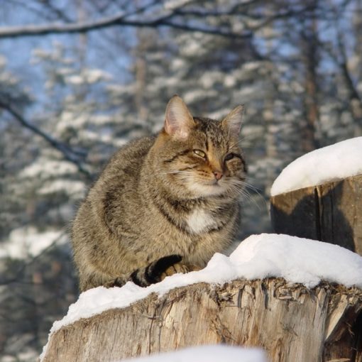 Chat dans la neige