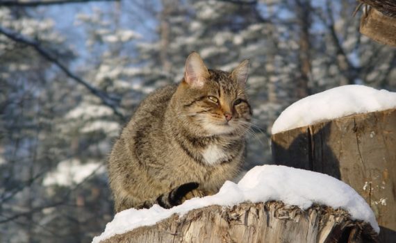 Chat dans la neige