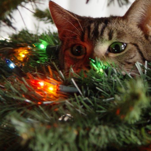 Chat et sapin de Noel