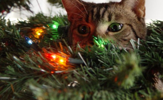 Chat et sapin de Noel