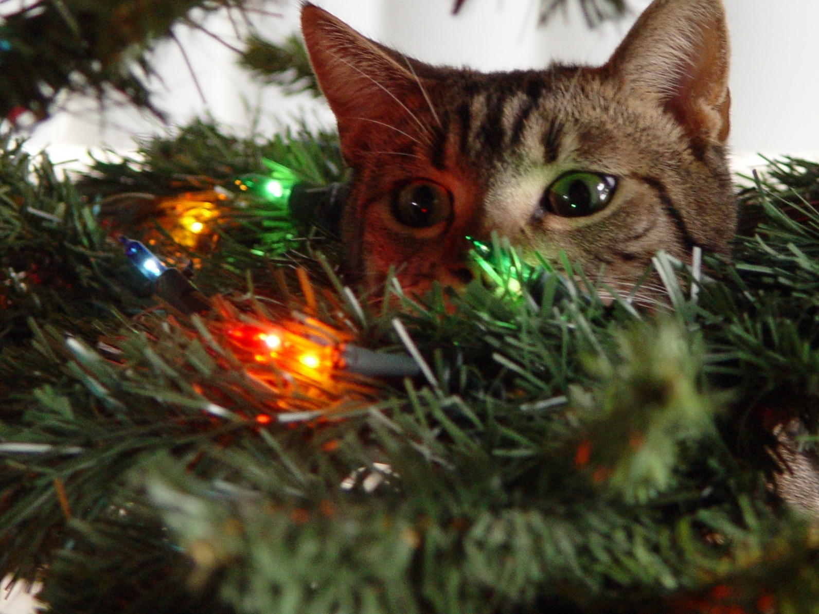 Chat et sapin de Noel