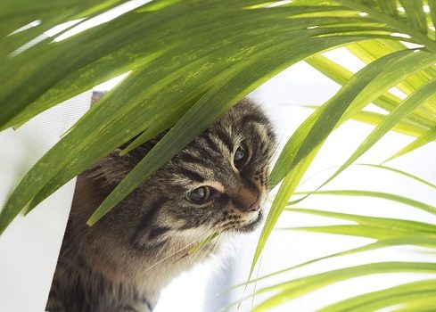 Plantes dangereuses pour les chats