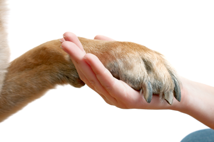 Patte de chien tope dans la main