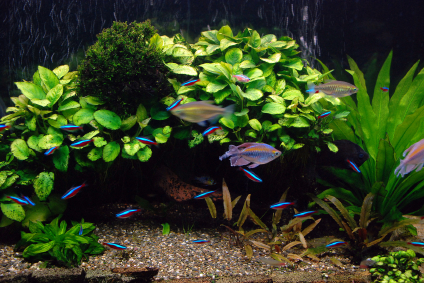 Aquarium avec poissons cardinalis et gouramis