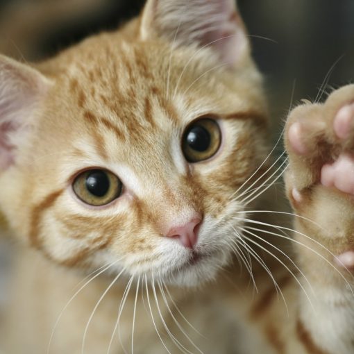 maladie des griffes du chat