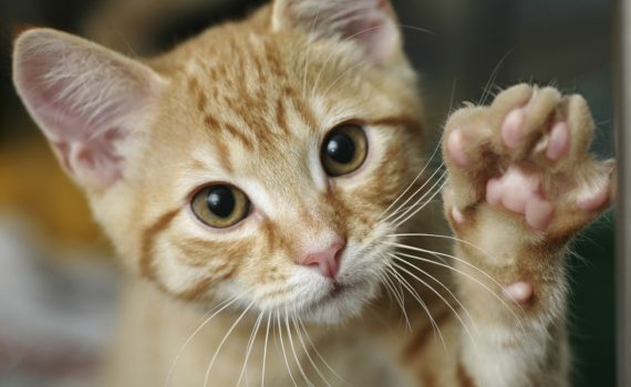 maladie des griffes du chat