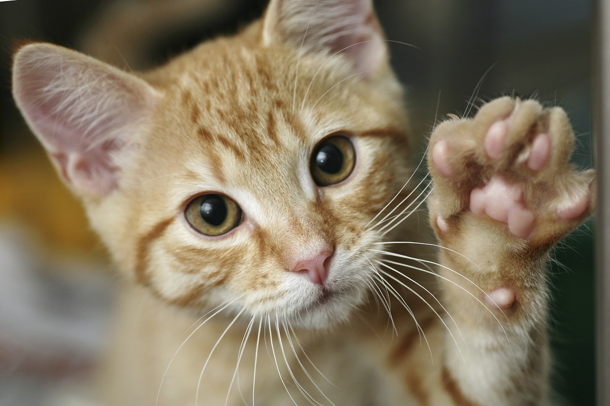 maladie des griffes du chat