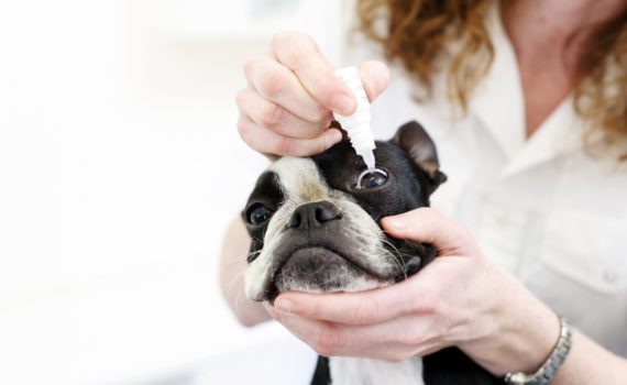 chien conjonctivite collyre