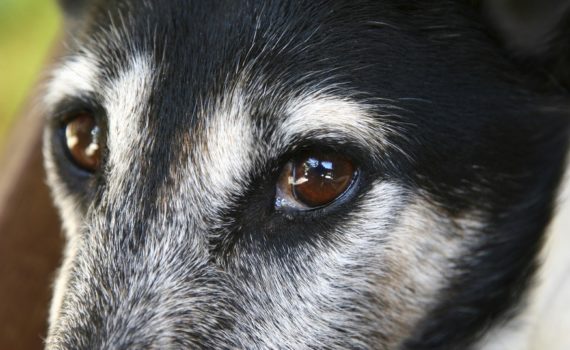 larmoiement chez le chien