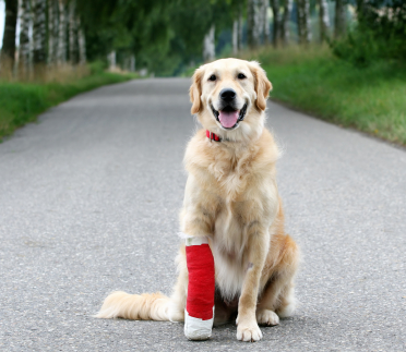 Assurance santé pour votre chien