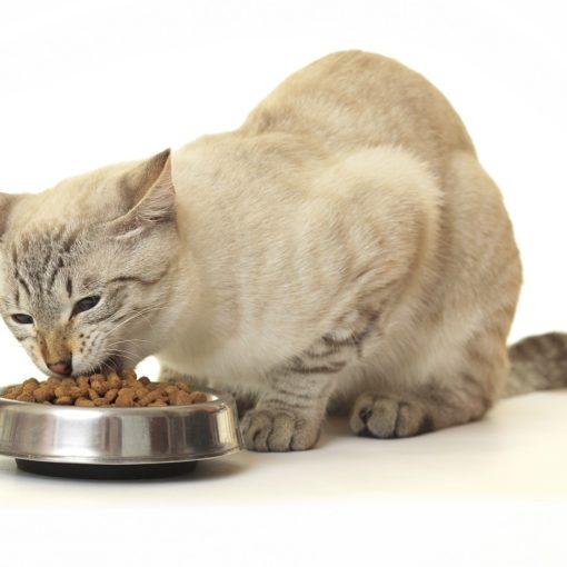 transition alimentaire du chat