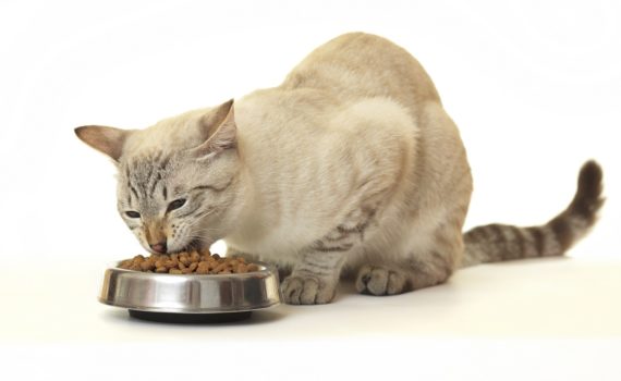 transition alimentaire du chat