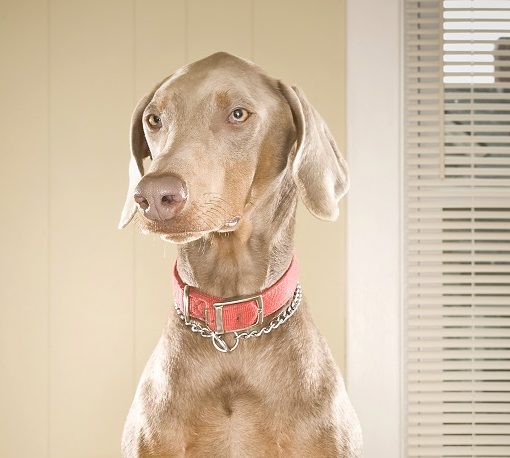transition alimentaire du chien