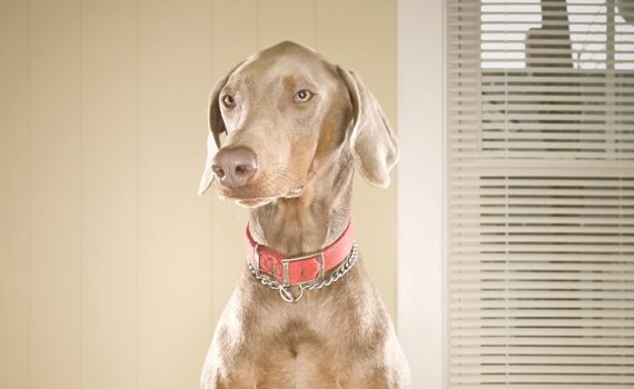 transition alimentaire du chien
