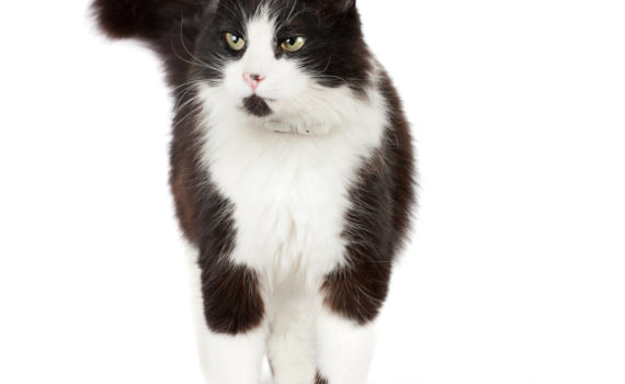 Chat noir et blanc