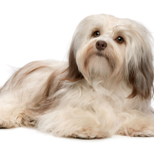 bichon havanais