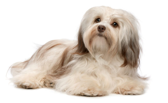 bichon havanais