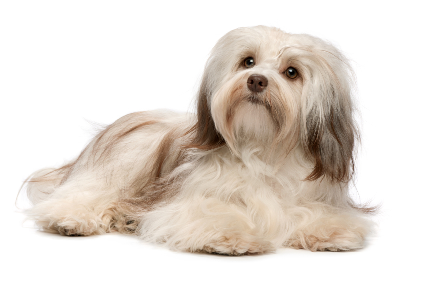 bichon havanais