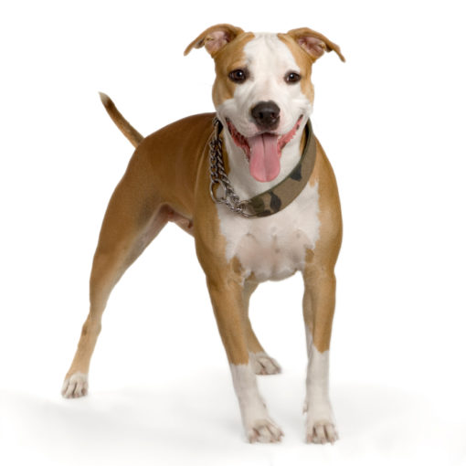 Les assurances pour chien