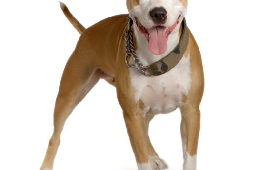 Les assurances pour chien