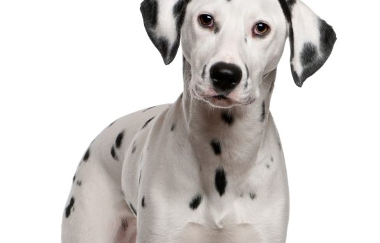 dalmatien