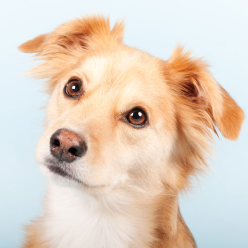 62 milions d'animaux de compagnie
