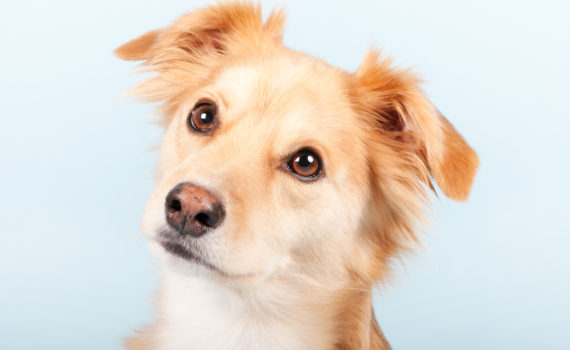 62 milions d'animaux de compagnie