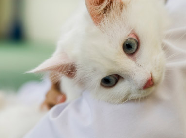 Epilepsie et crise convulsive du chat