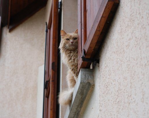 chat-hyperthyroidie