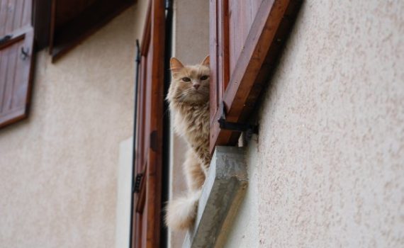 chat-hyperthyroidie