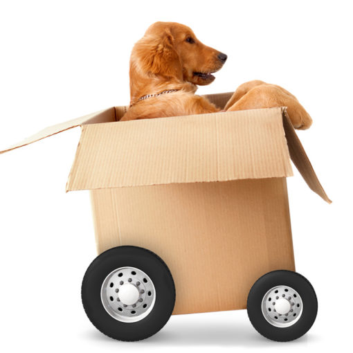 Chien dans un carton