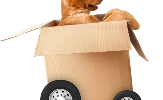 Chien dans un carton