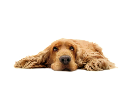 chien-hypothyroïdie