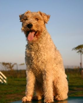 Chien assis