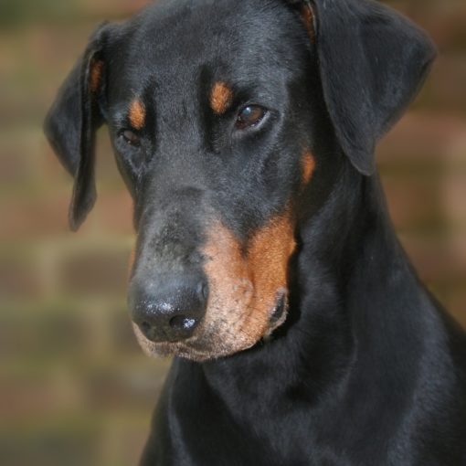 Doberman