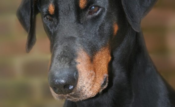 Doberman